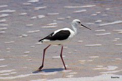 Cladorhynchus leucocephalus