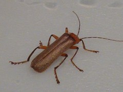 Pacificanthia consors