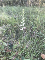 Spiranthes magnicamporum
