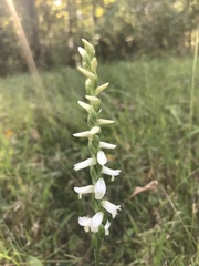 Spiranthes magnicamporum