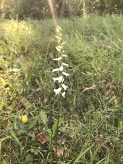 Spiranthes magnicamporum