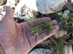 Dalea lumholtzii