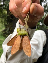 Acer acuminatum