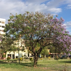 Jacaranda mimosifolia