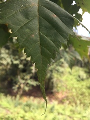 Acer acuminatum
