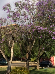 Jacaranda mimosifolia