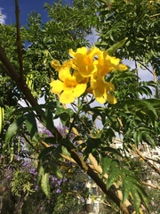 Tipuana tipu