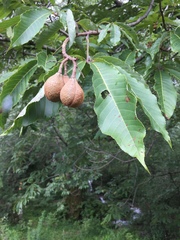 Aesculus indica