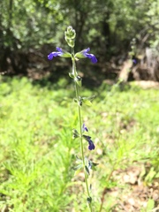 Salvia subincisa