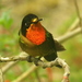 Orange-throated Sunangel - Photo (c) barloventomagico, some rights reserved (CC BY-NC-ND)