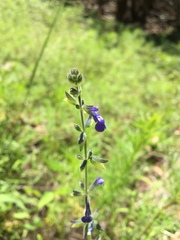 Salvia subincisa