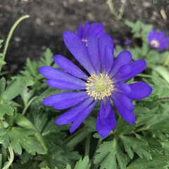 Anemonoides apennina