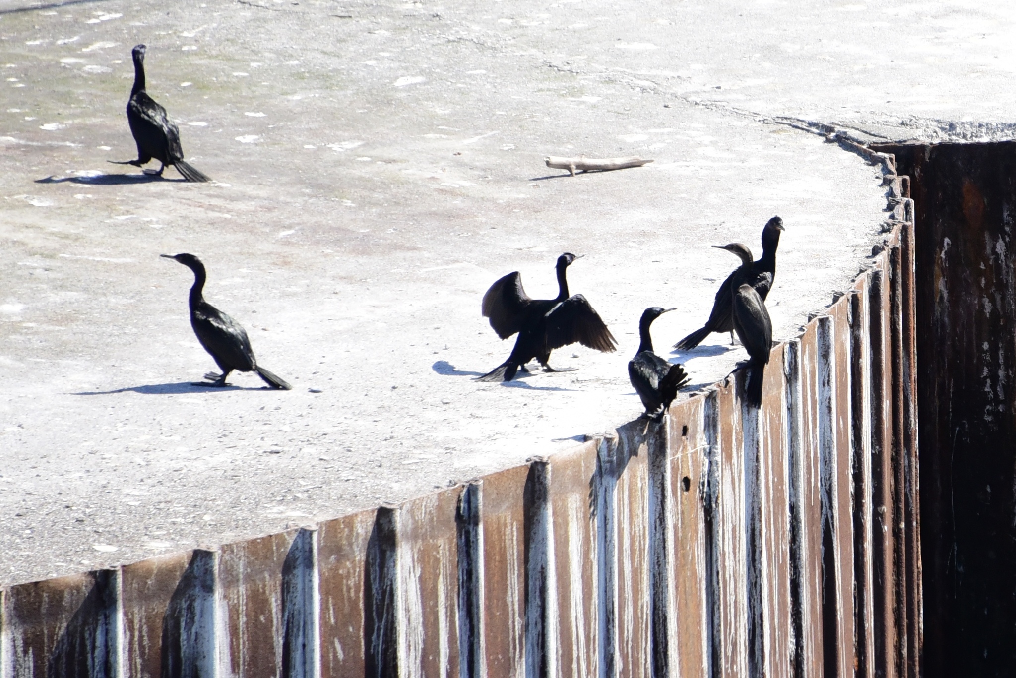 Pelagic Cormorant