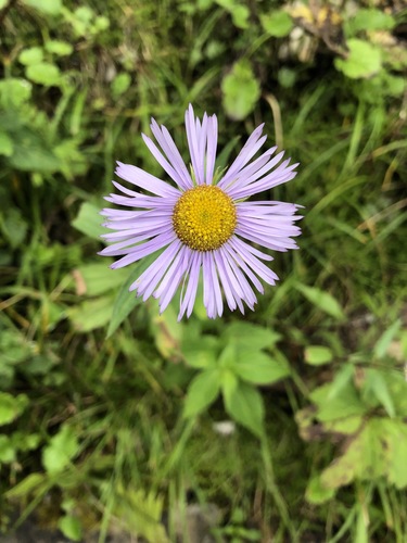 Erigeron multiradiatus, photograph 3