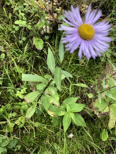 Erigeron multiradiatus, photograph 2