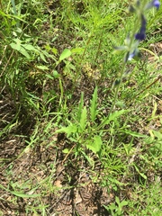 Salvia subincisa
