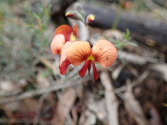 Dillwynia hispida