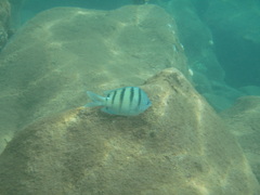 Abudefduf abdominalis