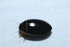 Thermonectus basillaris