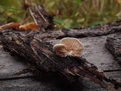 Crepidotus epibryus