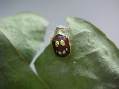 Charidotis gemellata