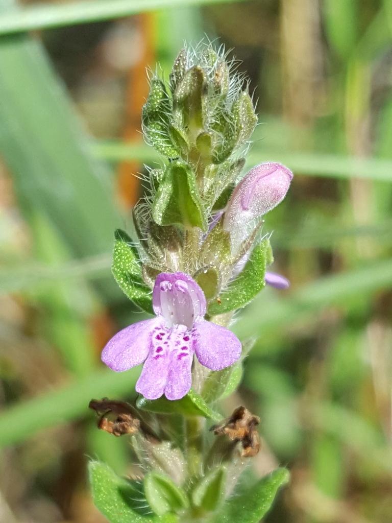 Mock Pennyroyal (Apalachicola Regional Species) · iNaturalist