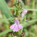 Mock Pennyroyal - Photo (c) Alex Abair, some rights reserved (CC BY-NC), uploaded by Alex Abair