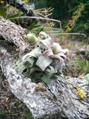 Tillandsia streptophylla
