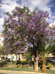Jacaranda mimosifolia