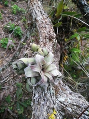 Tillandsia streptophylla