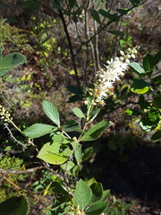 Clethra tomentosa