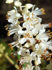 Clethra tomentosa
