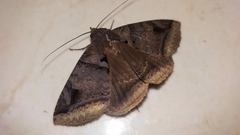 Lepidoptera