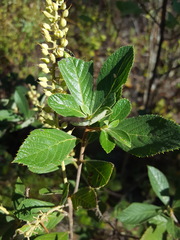 Clethra tomentosa