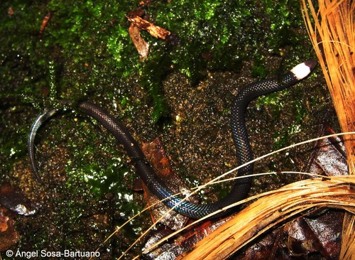 Altos de Pacora Earth Snake
