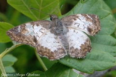 Antigonus emorsa