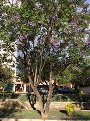 Jacaranda mimosifolia