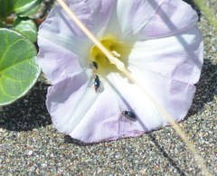 Malachius mixtus