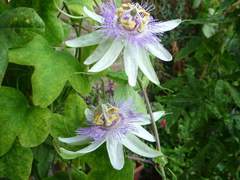 Passiflora urubiciensis