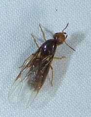 Lasius brevicornis