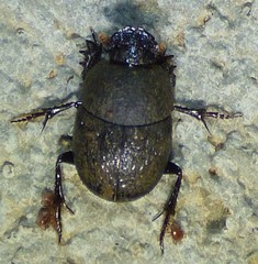 Hamonthophagus depressus
