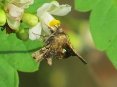Dysodia granulata