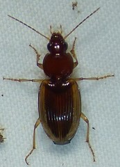Agonum pallipes