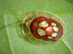 Charidotis gemellata