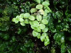 Epilobium pedunculare