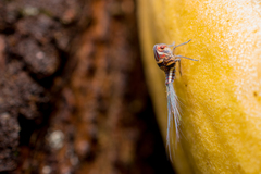 Nogodinidae