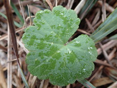 Hydrocotyle laxiflora