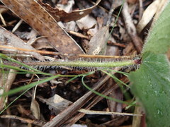 Hydrocotyle laxiflora