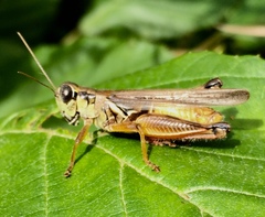 Melanoplus propinquus