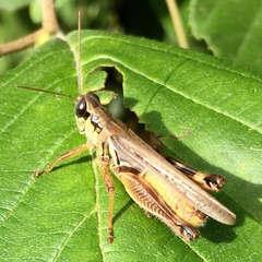 Melanoplus propinquus
